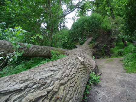 The roots of a fallen tree block the pathの写真素材