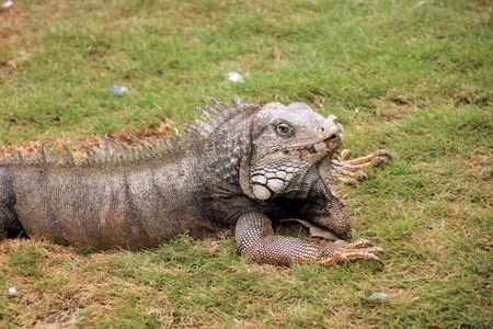 Iguana in the grass, Ecuador, South Americaの写真素材