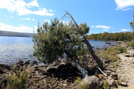 Tasmania, Lake St. Clair in Cradle Mountain-Lake St Clair National Parkの写真素材