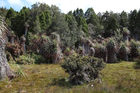 Australia, Cradle Mountain, Lake St Clair National Park Tasmaniaの写真素材