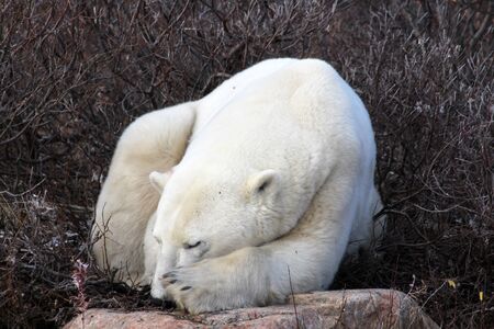 Polar bear on the tundra of Hudson Bay, Canadaの写真素材
