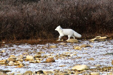 Arctic fox on the tundra of Hudson Bay, Canadaの写真素材