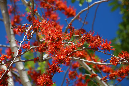 Flame tree close-up, Cuba