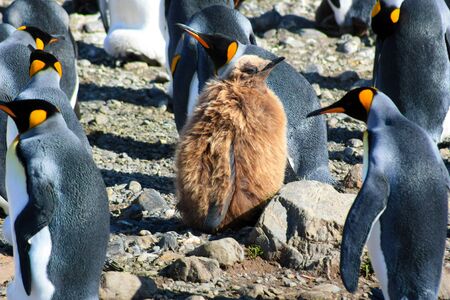 King penguins breeding colony in Fortuna Bay, South Georgiaの写真素材