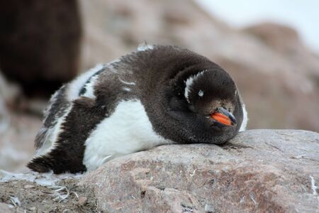 Gentoo penguins in Antarctica, Antarctic Peninsulaの写真素材