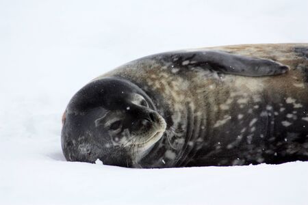 Antarctica, Weddell seal in the snow on Detaille Island, Antarctic Peninsulaの写真素材