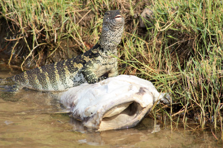 Nile monitor on the Chobe River in Botswana, Africa