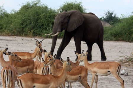 Impala at elephant in Chobe National Park Botswana, Africaの写真素材