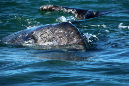 Gray whale calf, Baja California Sur, Mexico