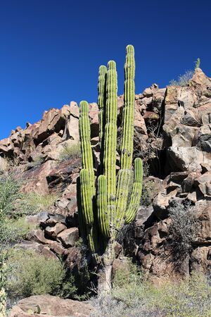 Candelabra cactus in the landscape of Baja California Sur, Mexicoの写真素材