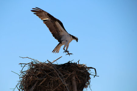 Fish eagle in nest on Loreto beach, Baja California Sur, Mexico