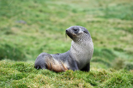 Fur seals in Fortuna Bay, South Georgia and the South Sandwich Islands