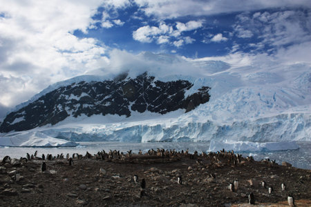 Gentoo penguin breeding colony in Antarcticaの写真素材