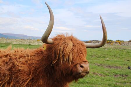 Scottish highland cattle in a meadowの写真素材
