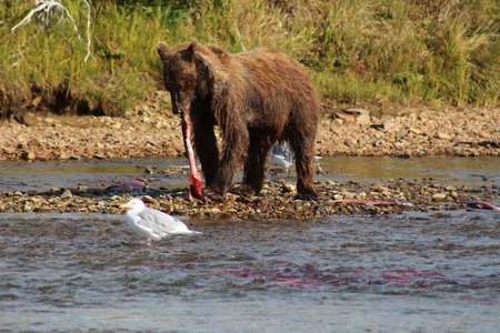 Grizzly Bears Fishing for Salmon in Alaskaの写真素材