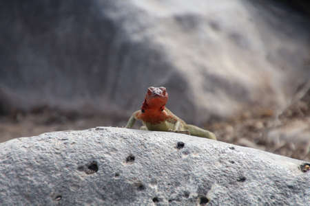 Galapagos lava lizard on a stone, Galapagos Island, Ecuador, South Americaの写真素材