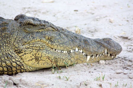 Crocodile head in close-upの写真素材