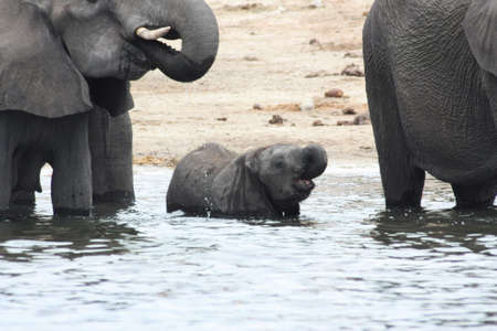 Elephant cow with calf in the Chobe National Park in Botswanaの写真素材