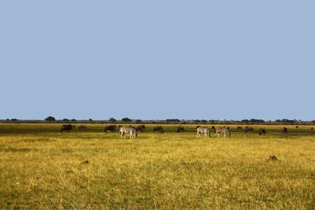 African steppe with zebra and wildebeestの写真素材