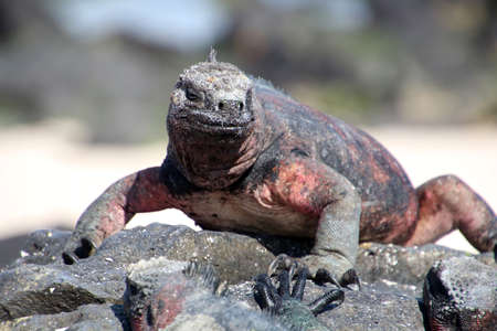 Marine iguana on a rock, Espanola Island, Ecuador, Galapagos, South Americaの写真素材