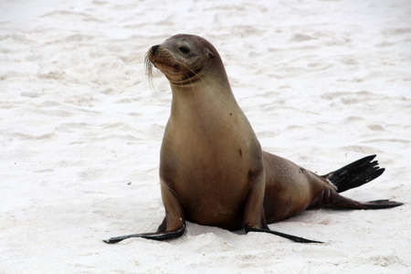Galapagos sea lion on Galapagos beach, Ecuador, South Americaの写真素材