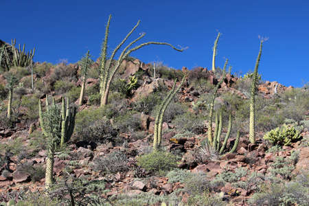 Boojum tree landscape Baja California Sur, Mexicoの写真素材