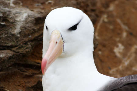 Black-browed albatross, Falkland Islandsの写真素材