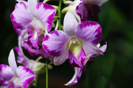 Close-up of Pink Orchidsの写真素材