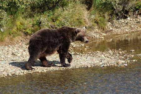 Grizzly bear, on the bank of a river in Alaska, United Statesの写真素材