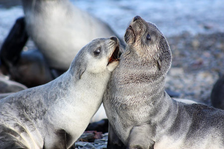 Fur seal on the shore in Fortuna Bay, South Georgia Islands and the South Sandwich Islands