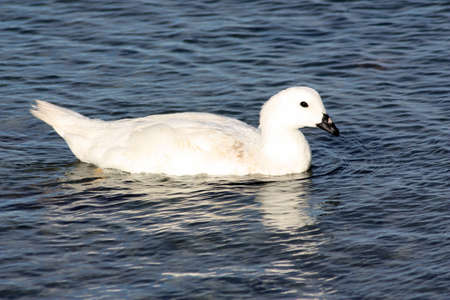 Greater Kelp Goose, Falkland Islands, Malvinasの写真素材