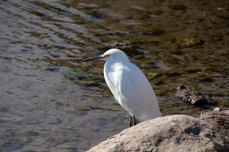 Snowy egret at the sea shore.の写真素材