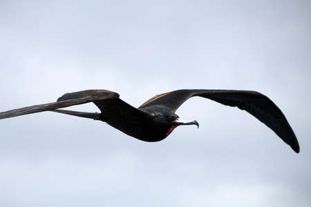 Frigate bird in flying in the airの写真素材