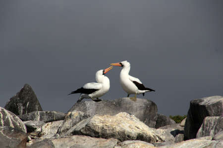 Masked Booby, Galapagos Island, Ecuador, South Americaの写真素材