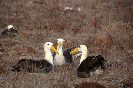 Galapagos albatross in the Galapagos Islands, Ecuador, South Americaの写真素材
