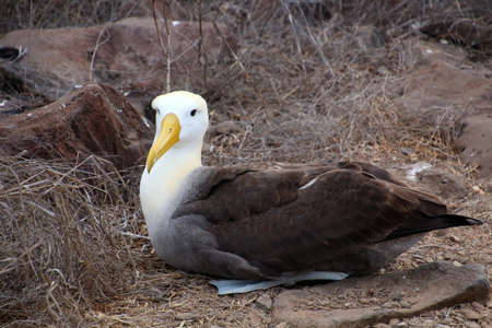 Galapagos albatross in the Galapagos Islands, Ecuador, South Americaの写真素材