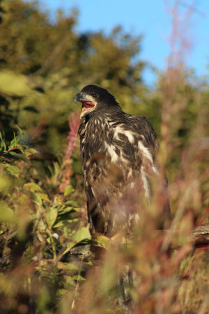 White-tailed eagle on a branch, Alaska