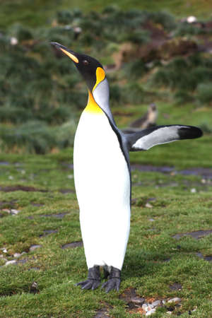 King penguins standing on the South Georgia coastの写真素材