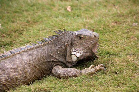 Iguana in the grass, Ecuadorの写真素材