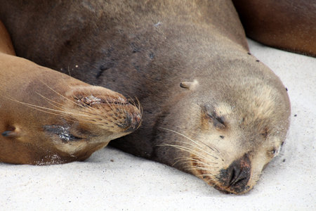 Galapagos sea lion on Galapagos beach, Ecuador, South America