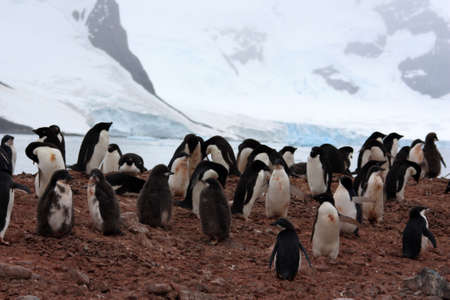 Adelie penguin in Antarcticaの写真素材