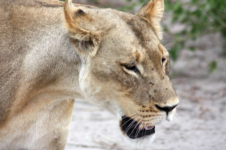 Lion in the Chobe National Park in Botswana, Africaの写真素材