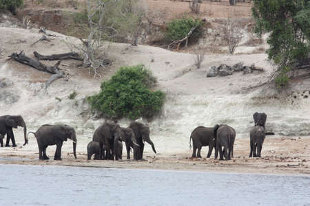 Elephants in the Chobe National Park in Botswanaの写真素材