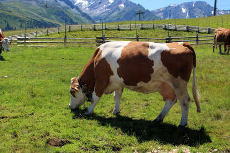 Cows in the Alps, Austriaの写真素材