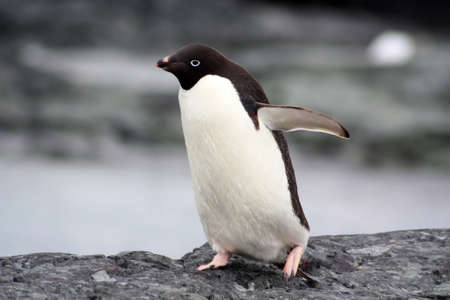 Adelie penguin on the shore close-up in the Antarcticaの写真素材