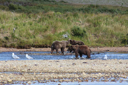 Grizzly bear catching salmon in a river, Alaskaの写真素材