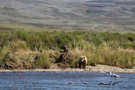 Grizzly bear catching salmon in a river, Alaskaの写真素材