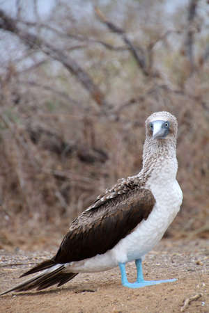 Blue-footed Booby, Galapagos Islandの写真素材