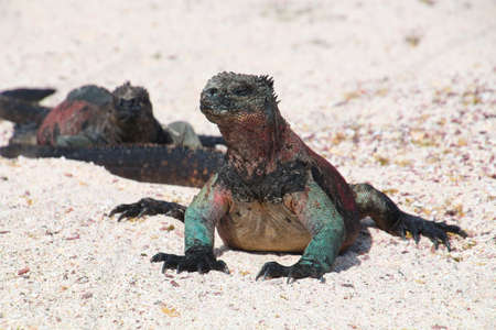 Marine iguana on the beach sunbathing, Galapagos Island, Ecuadorの写真素材