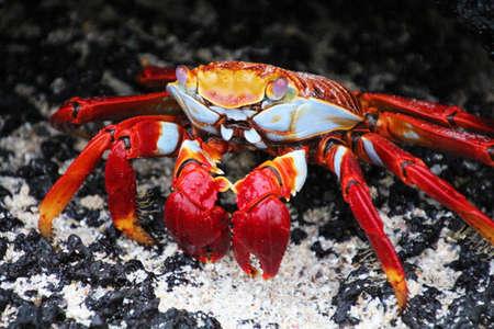 Red cliff crab Galapagos Islandsの写真素材